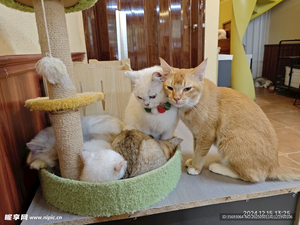 猫