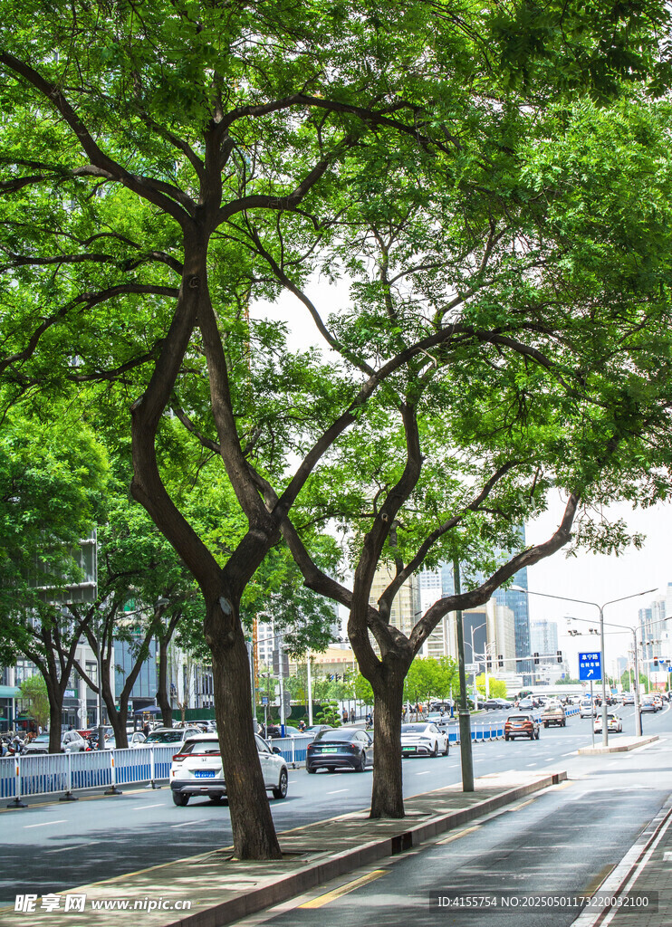 城市绿荫街道风景