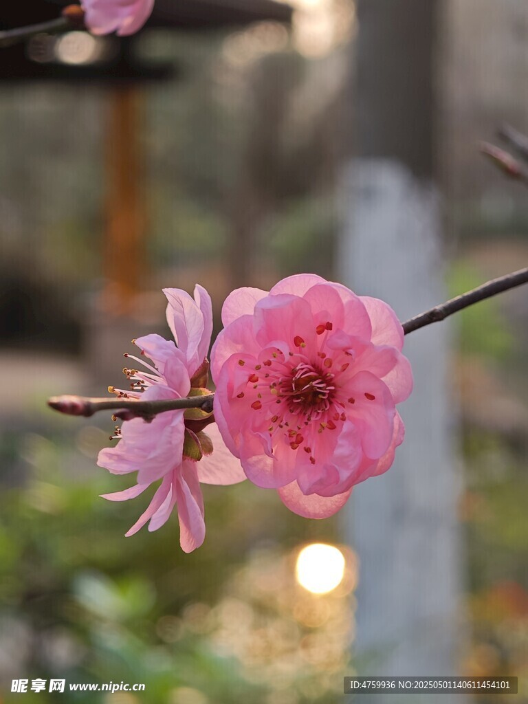 枝头绽放的娇艳粉色花朵