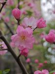 枝头绽放的粉嫩樱花