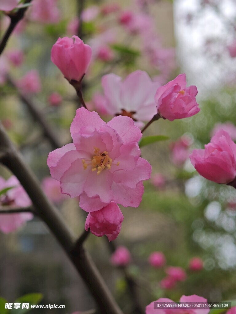 枝头绽放的粉嫩樱花