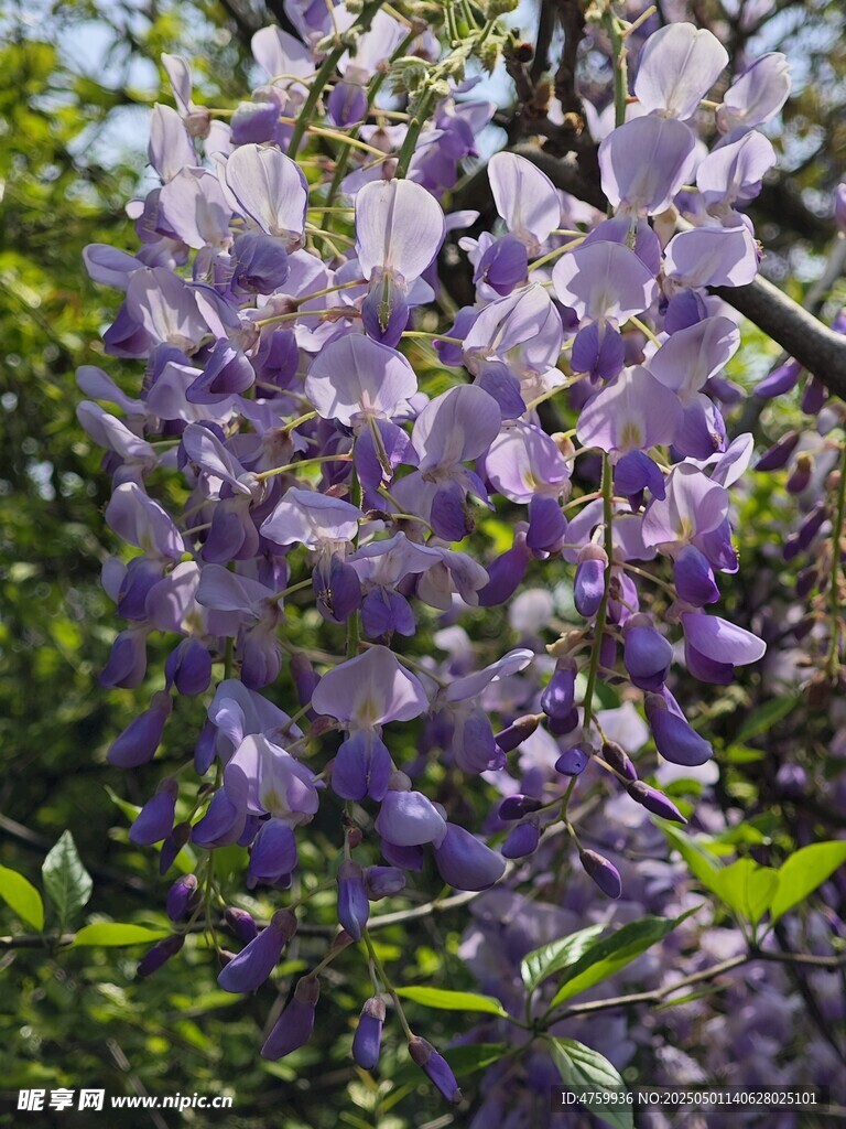 浪漫紫藤花绽放