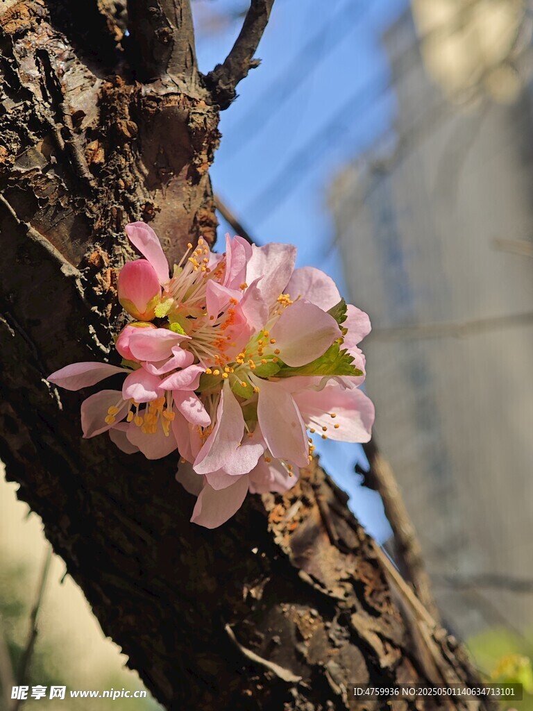 枝头绽放的粉嫩樱花