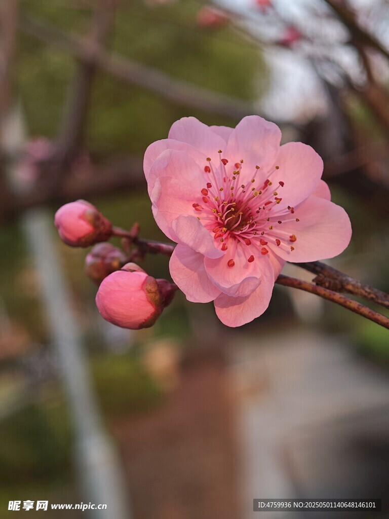 娇艳绽放的粉色梅花