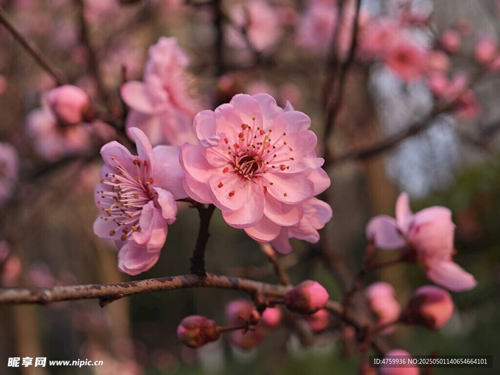 枝头绽放的粉嫩梅花
