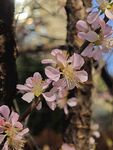 粉嫩桃花枝头绽放