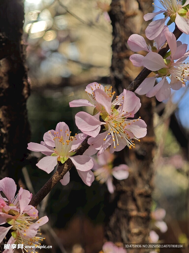 粉嫩桃花枝头绽放