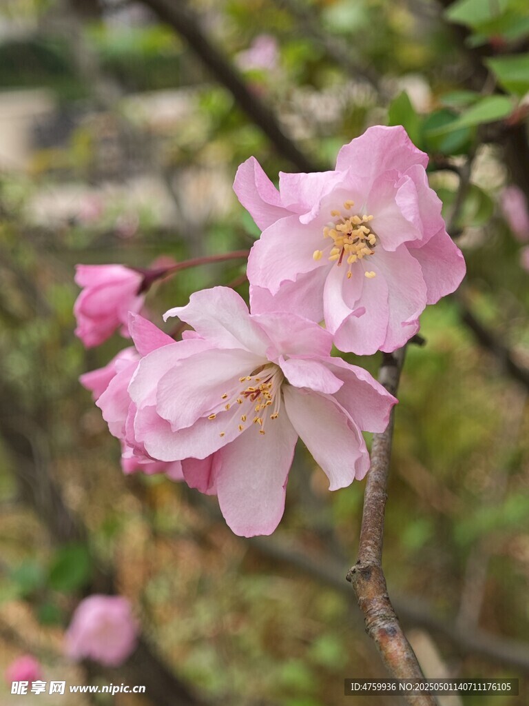 枝头绽放的粉嫩海棠花