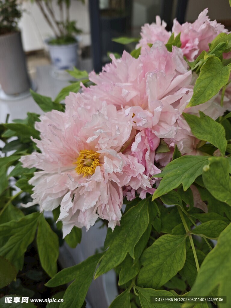 娇艳粉色牡丹花绽放