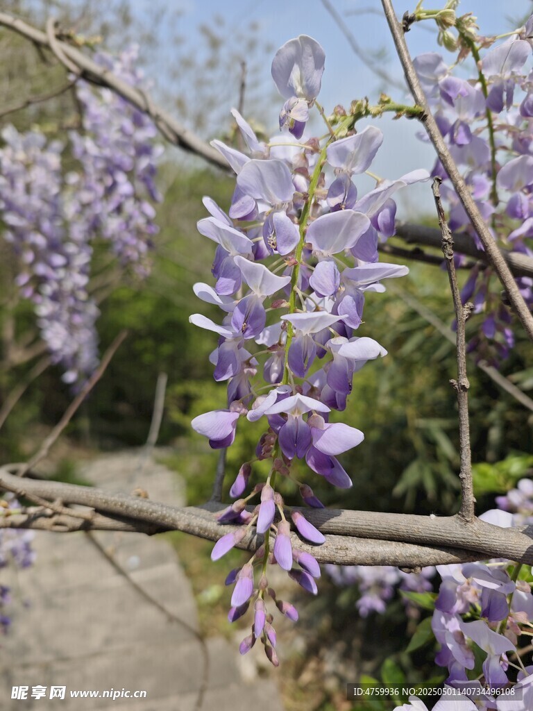 紫藤花绽放枝头