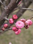 枝头绽放的粉嫩梅花