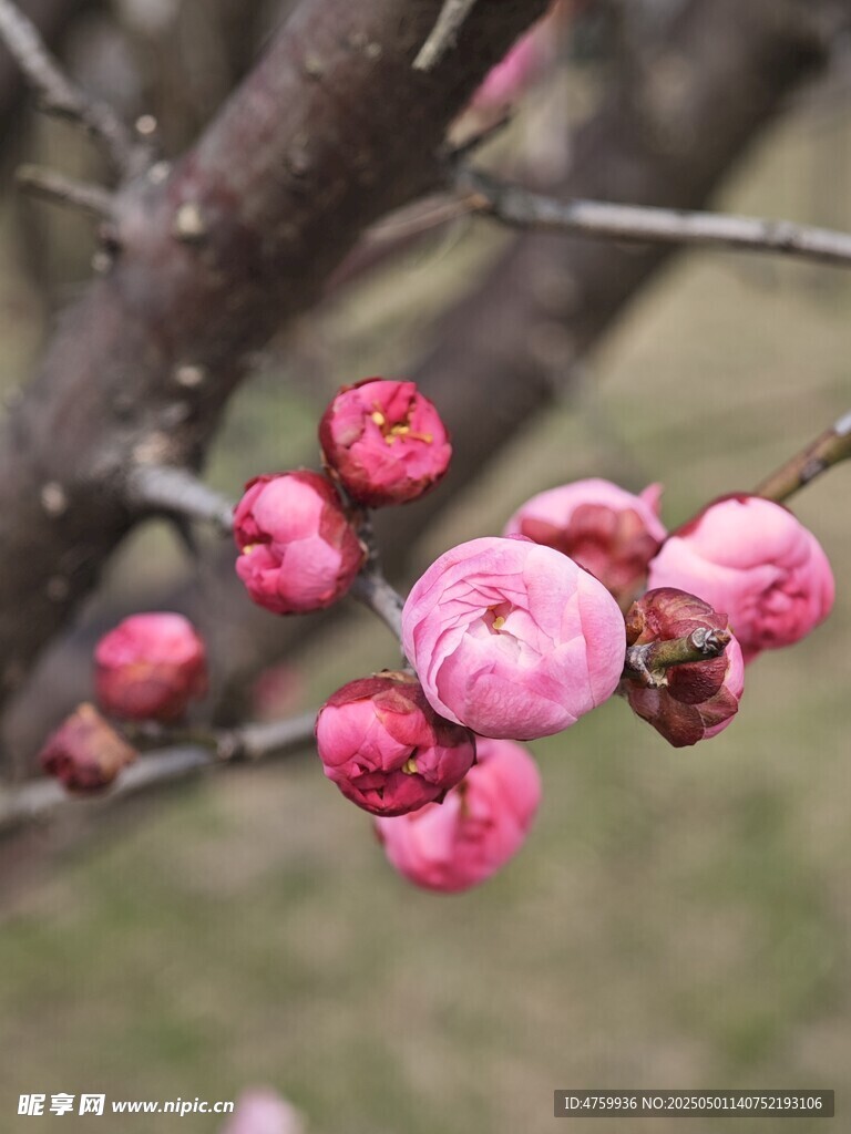 枝头绽放的粉嫩梅花