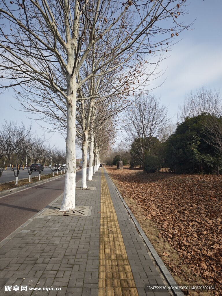 冬日林荫道落叶铺满地