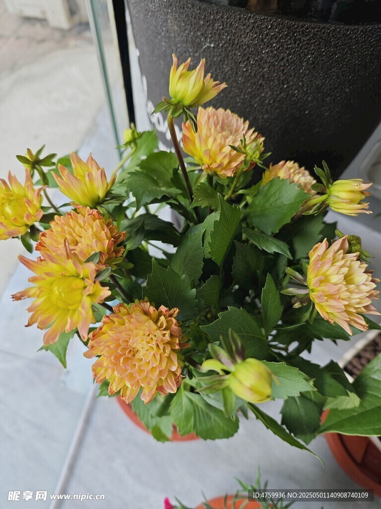 黄色花卉盆栽清新绽放