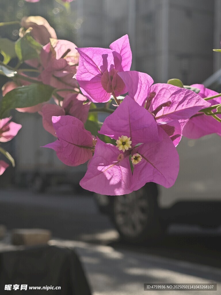 娇艳三角梅绽放街头