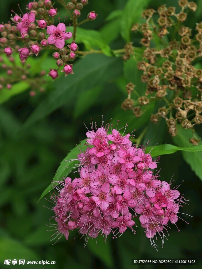 粉色绣线菊绽放美景