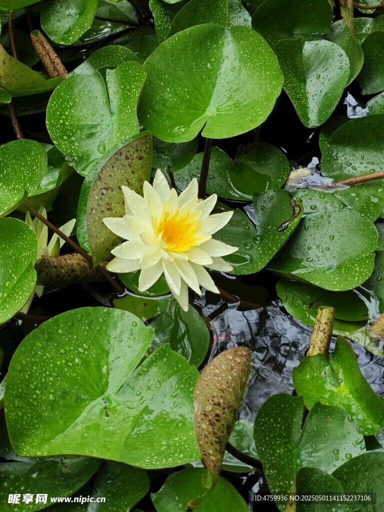 水中绽放的黄色睡莲
