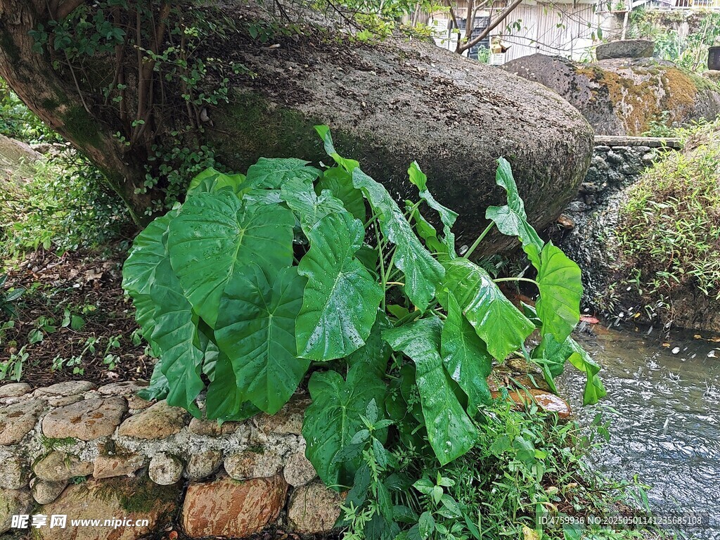溪边绿植与石块自然景致