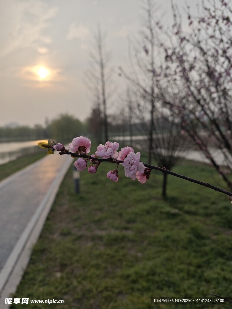 春日路边绽放的粉嫩花枝