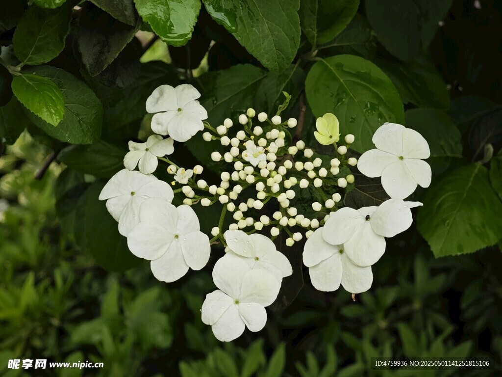 白色绣球花绽放绿意间