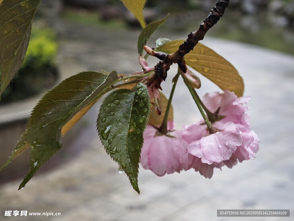 雨中绽放的粉嫩垂枝樱花