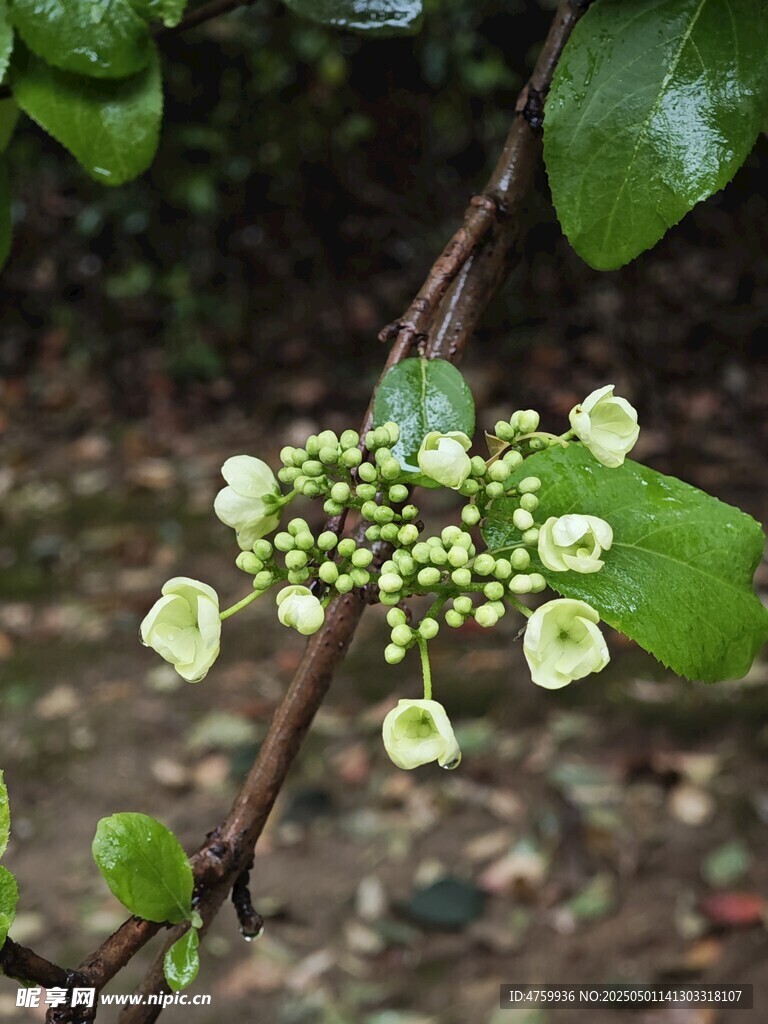 枝头绽放的嫩绿小花
