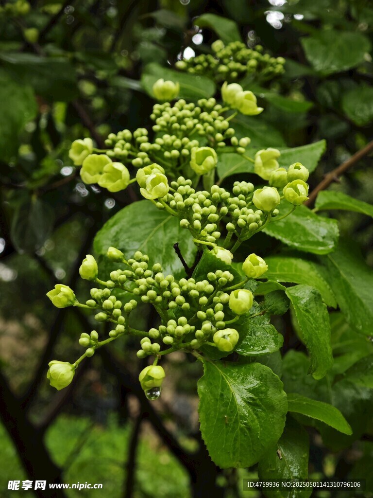 绿叶间的黄色小花簇