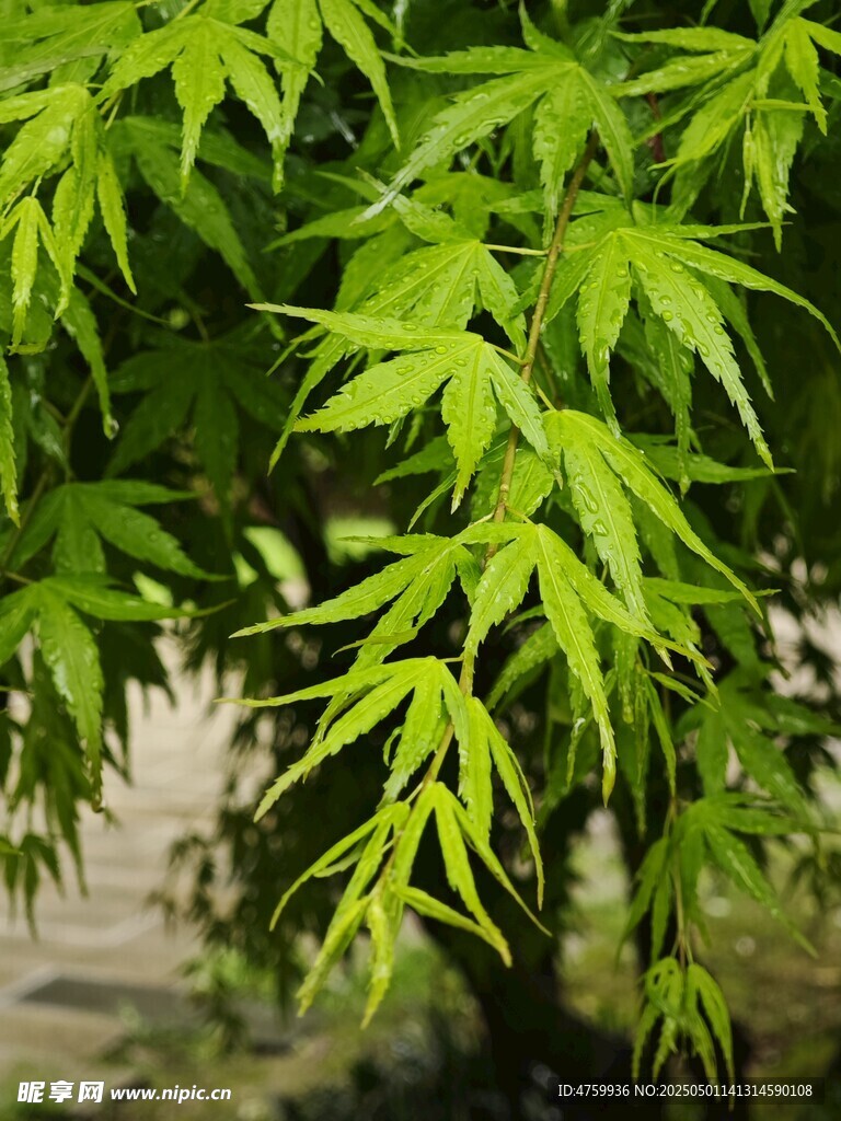嫩绿枫叶展现盎然生机枫叶