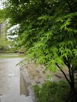 雨后翠绿树木与积水路面