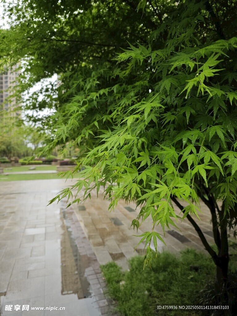雨后翠绿树木与积水路面