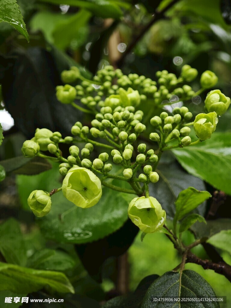 嫩绿花苞绽于繁茂枝叶间