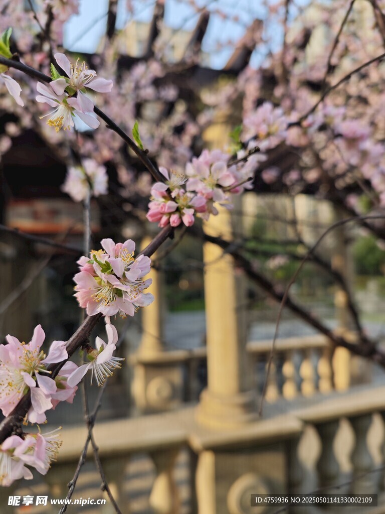 春日繁花下的古典景致