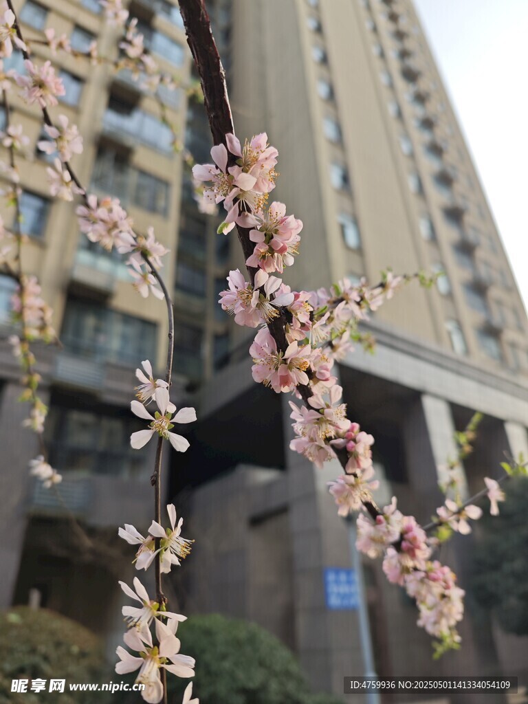 高楼前绽放的粉嫩花枝