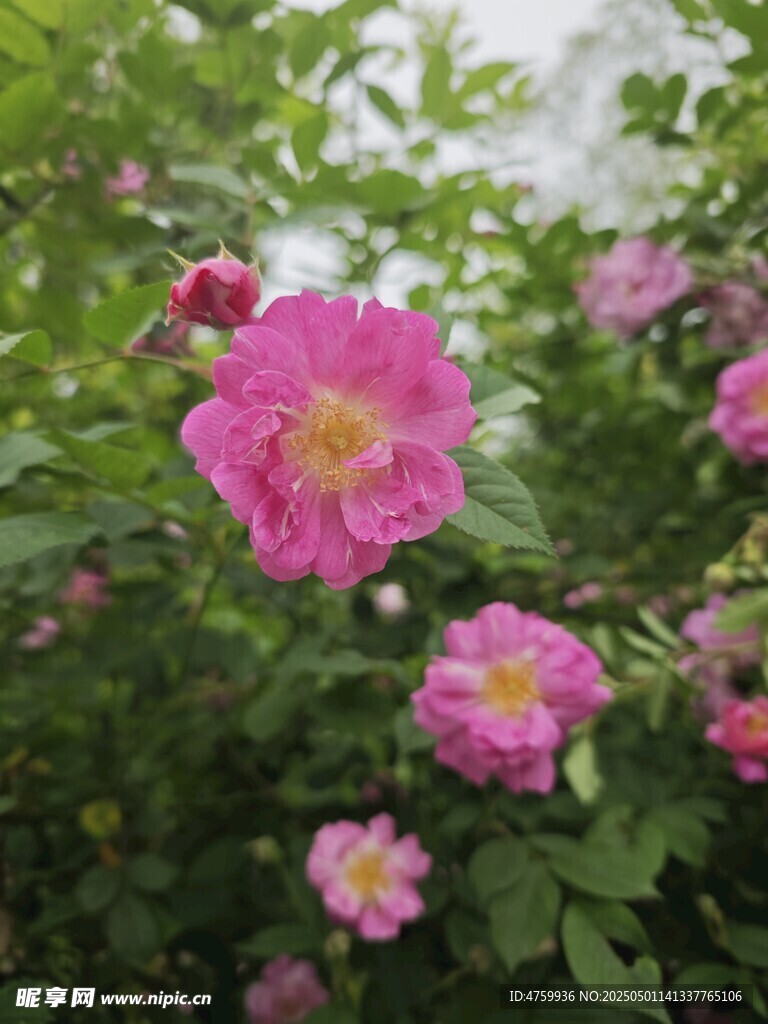 娇艳蔷薇绽放绿叶间