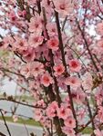 枝头绽放的粉嫩桃花