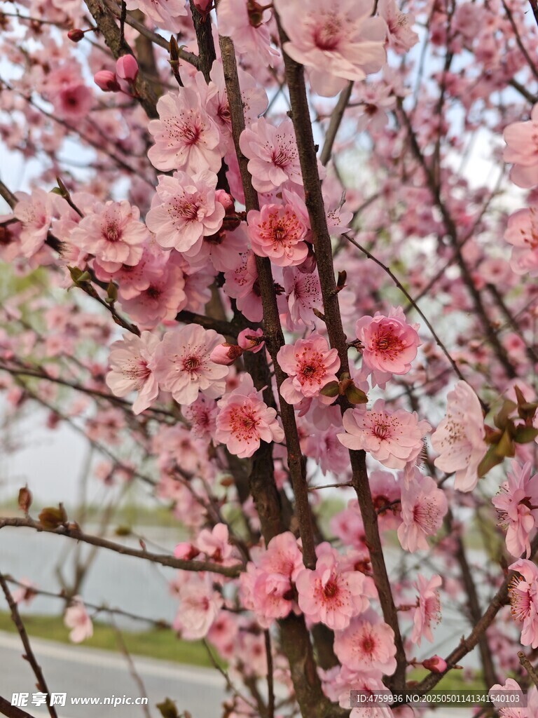 枝头绽放的粉嫩桃花