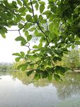 湖畔绿叶映景