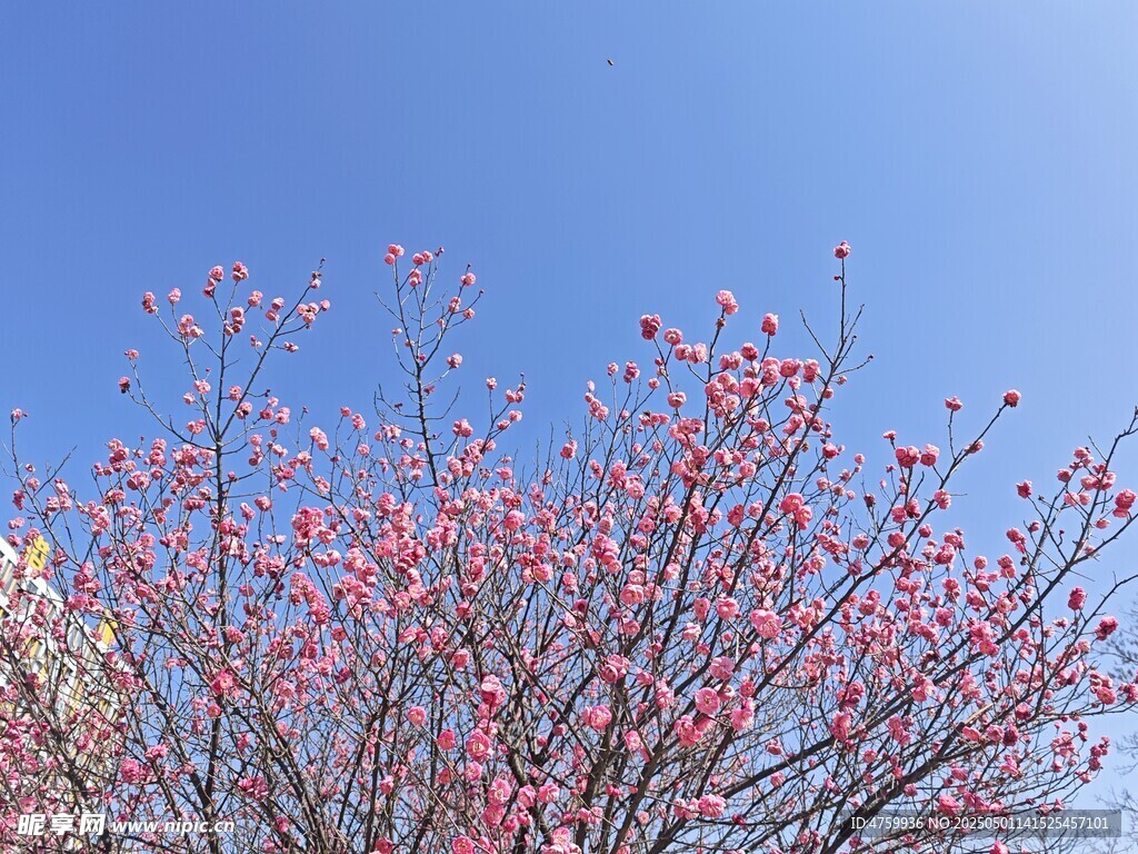 蓝天映衬下的粉嫩花枝