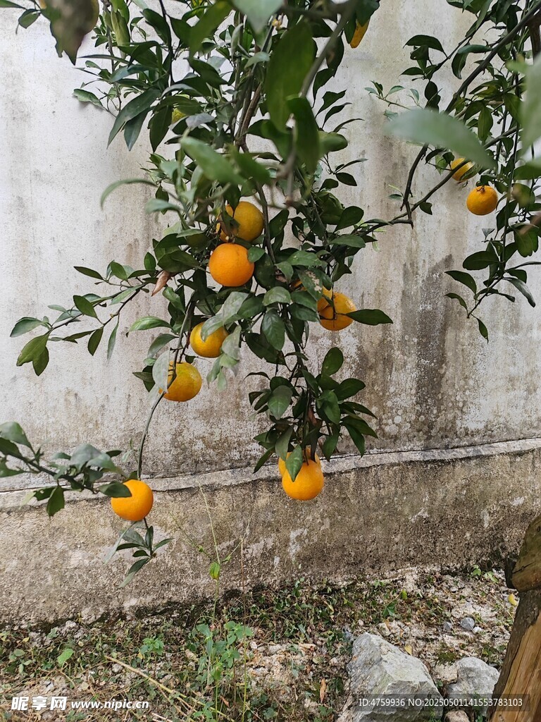 枝头挂满金黄的新鲜橘子