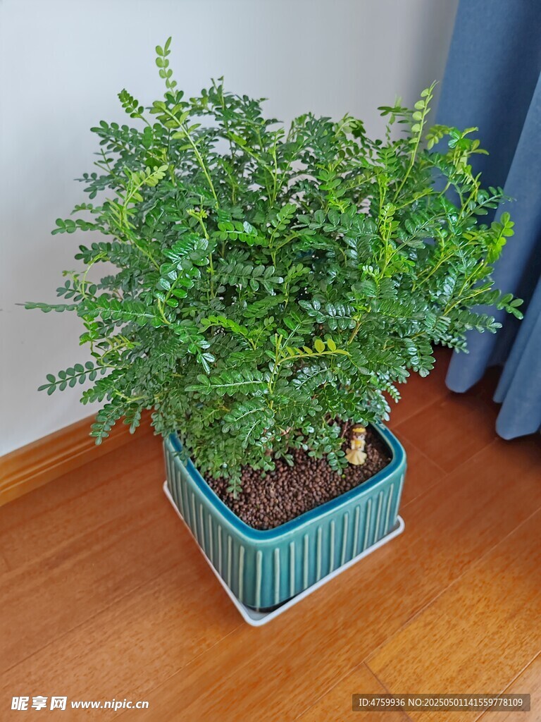 室内绿植盆栽置于木地板上