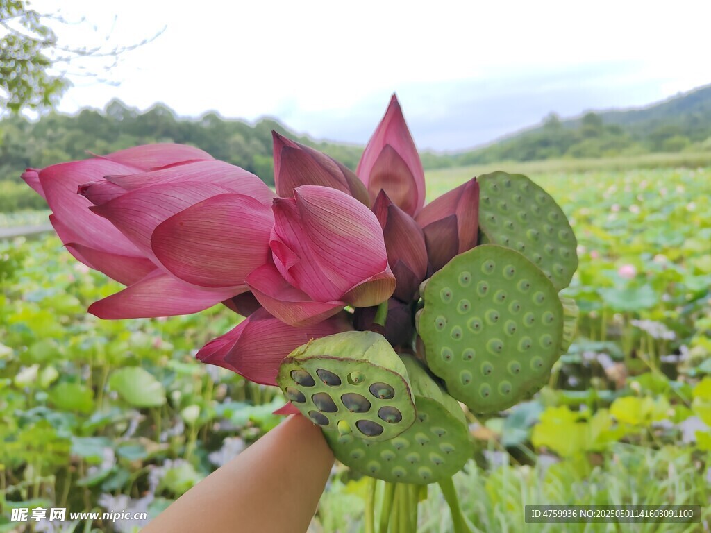手捧娇艳荷花于荷塘间
