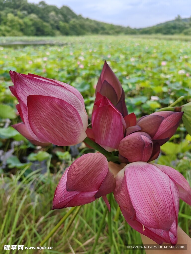田野中的娇艳红荷