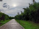 雨后林间小路绿意盎然