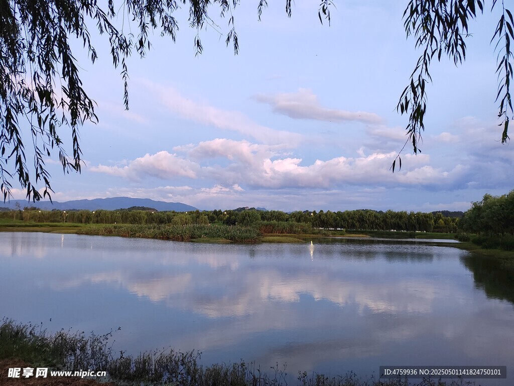 湖畔垂柳映蓝天美景