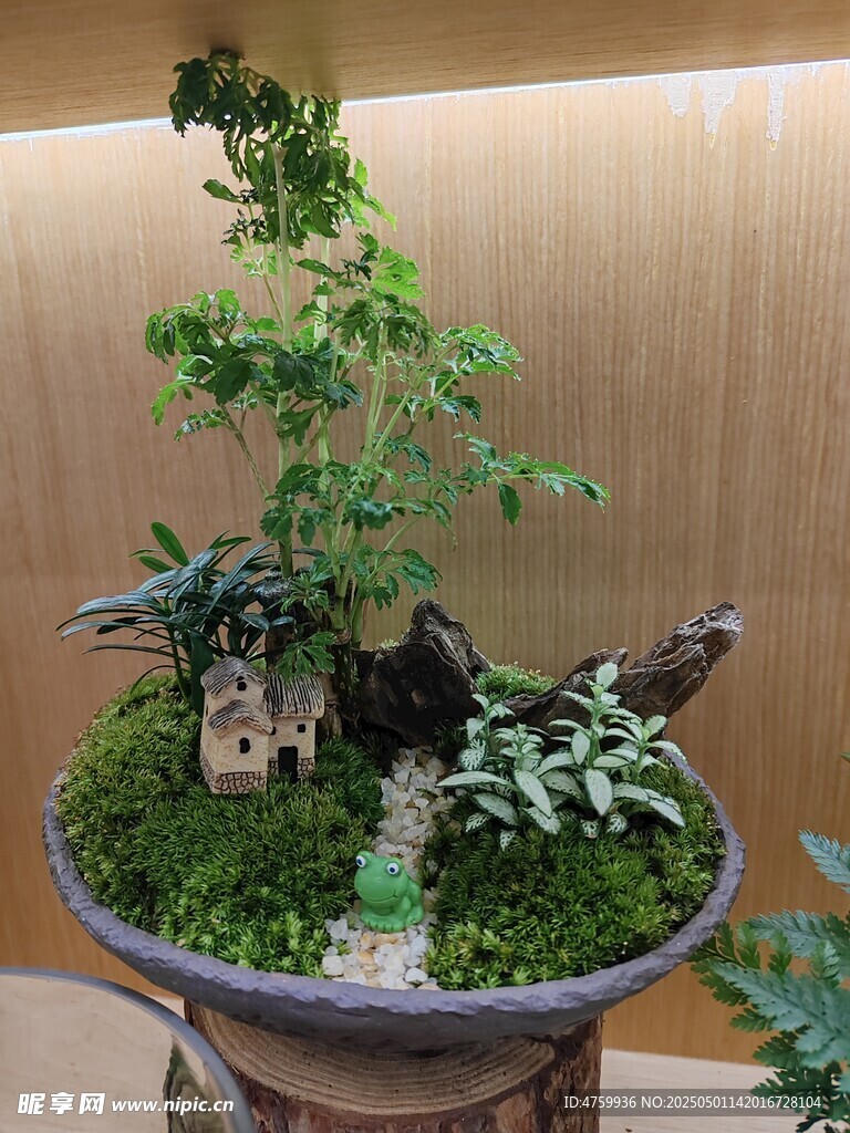 精致盆景景观