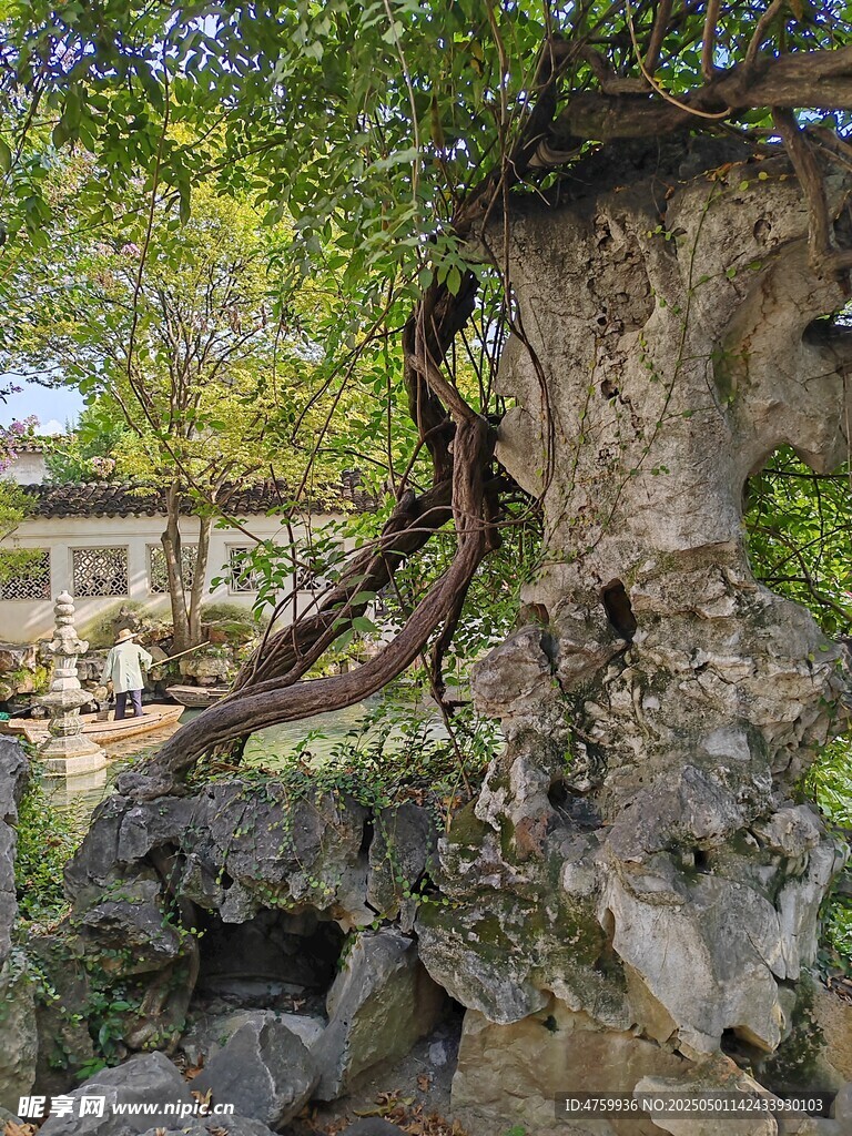 老树盘石景观