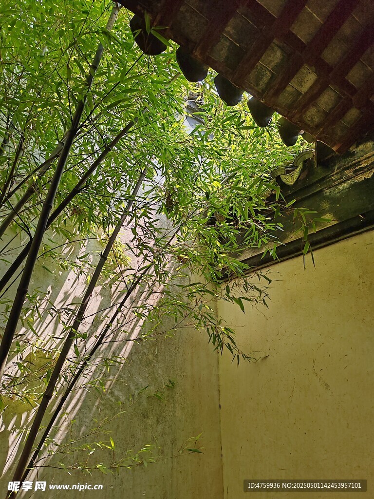 古建旁的葱郁绿树 竹子
