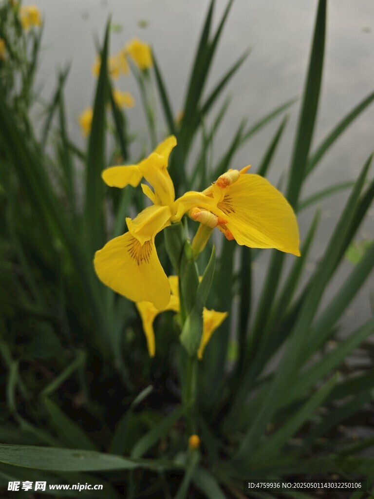 黄色鸢尾花绽放