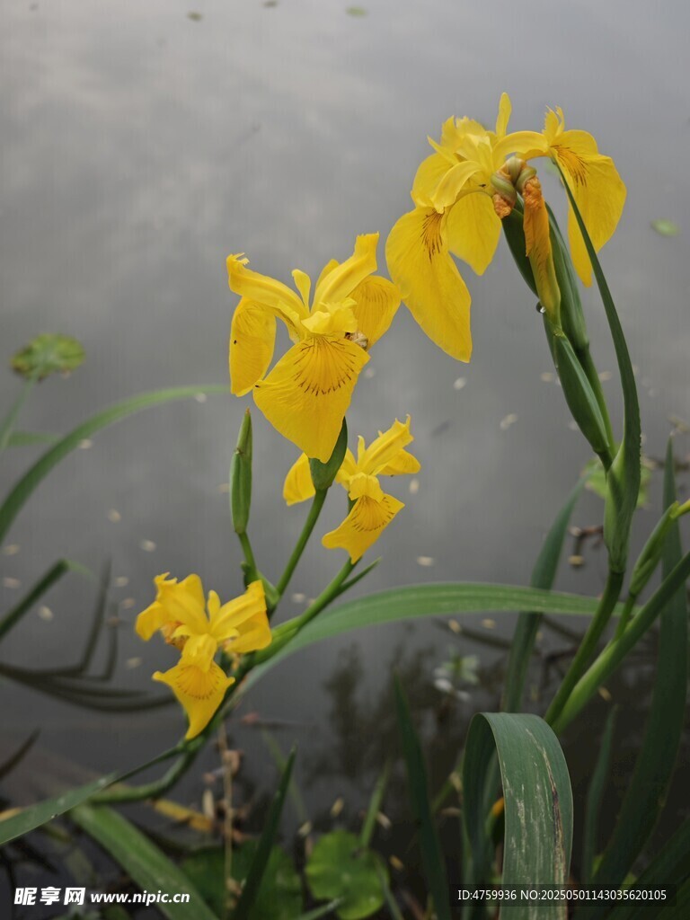 黄色鸢尾花绽放