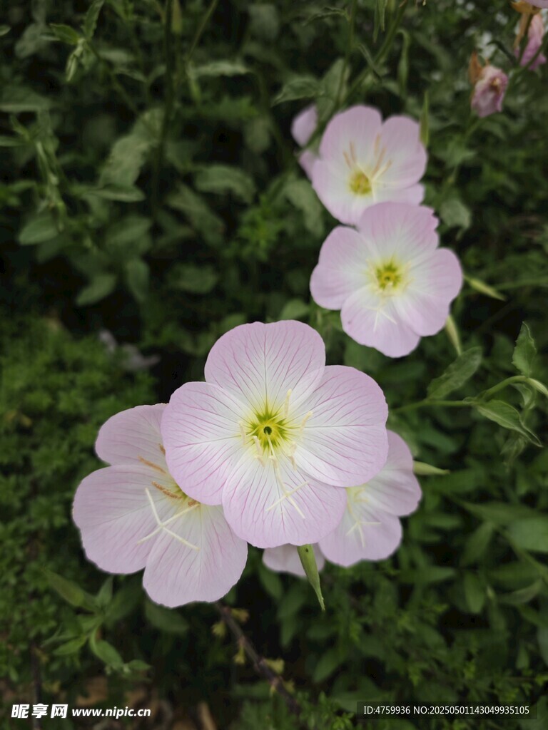 粉色小花绽放于绿叶间